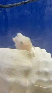 でぃー★の画像