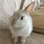 しょこたん