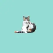 すめし