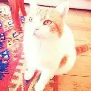 よんこの画像