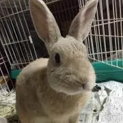 あんな