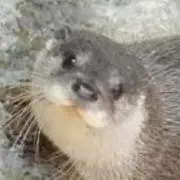 かわうその画像