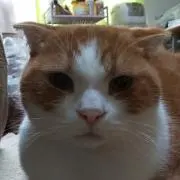 ティー