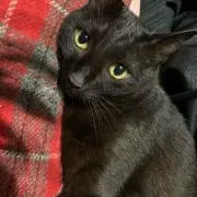 黒猫