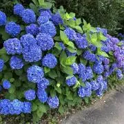 るり·͜· ꕤ︎︎の画像