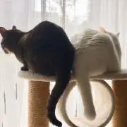 ことりの画像