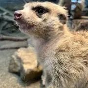 シルバー 銀 まとめ売り 925 k10 コンビあり - メルカリ