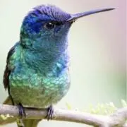 Hummingbirdの画像