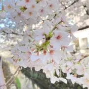sanaの画像
