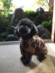 コタローの画像