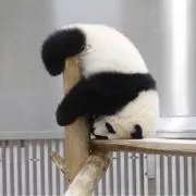 なななの画像