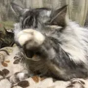 レイの画像