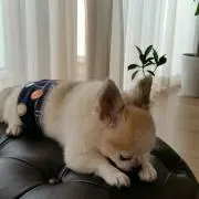 HappyPanの画像