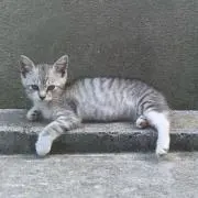 misaeraの画像