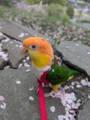 蒼の鈴