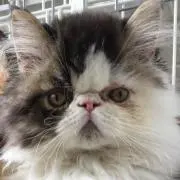 なむちゃんの画像
