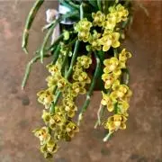 chiloschistaの画像