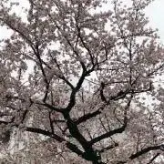 ヨシノリの画像