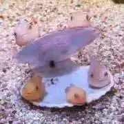 もよこの画像