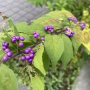 K'sの画像
