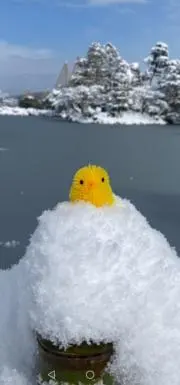 ひよこまるの画像