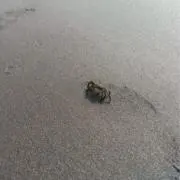 カンカン