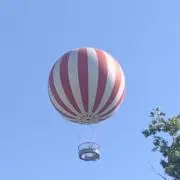 タチバナの画像
