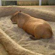 らいじんまるの画像