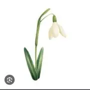 snowdropの画像