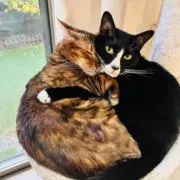 ZBOM｜猫アレルギー注意の画像