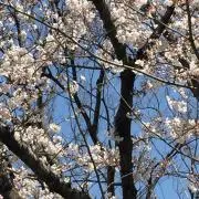 さくらの画像
