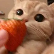 ピザの画像