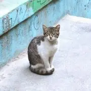 eaaの画像