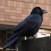 コマルの画像