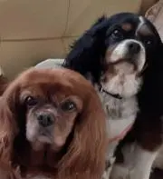 ココタ
