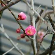 かんの画像