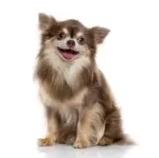 かみちゃんの画像