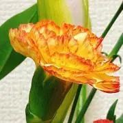 konomi✿の画像