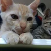 しらたき