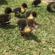 ピヨの画像