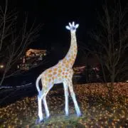 ももんがの画像