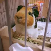 ちなこの画像