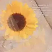 さくらの画像