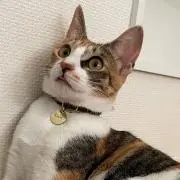 きっくん