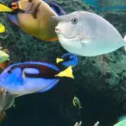 たぬきちの画像