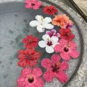 蒼依(アオイ)の画像