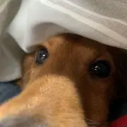 コタスケ