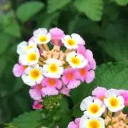 Pomの画像