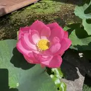 ふじのくにの画像