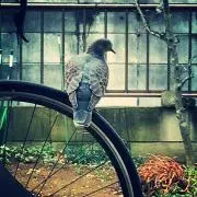 ろっち プロフィール必読